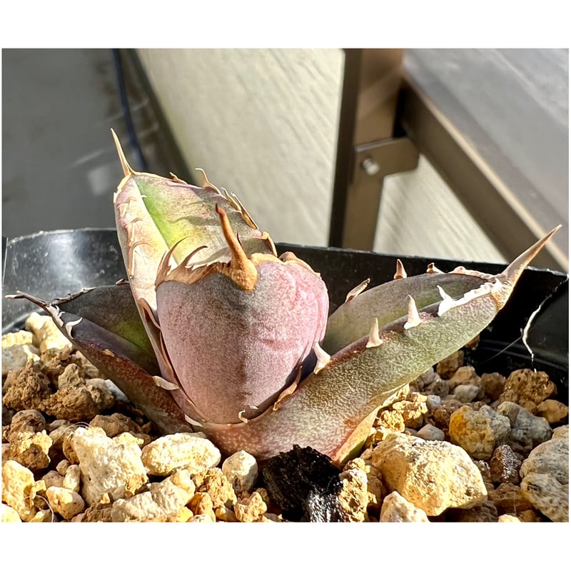 アガベ agave titanota チタノタ『白犀牛』超極上コレクション株 アガベ agave titanota チタノタ『白犀牛』超極上コレクション株