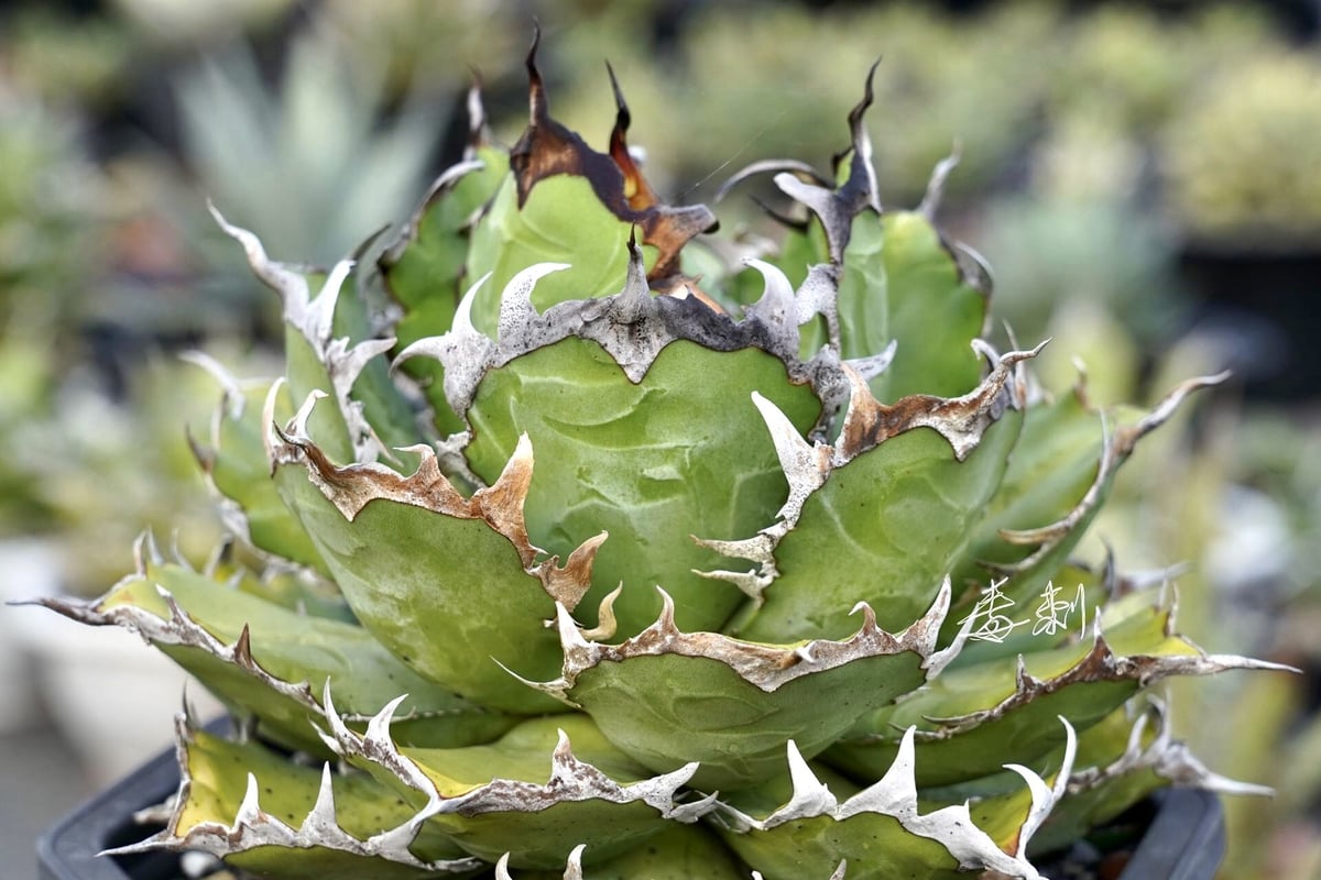 胖鯨毒刺アガベオリジナル