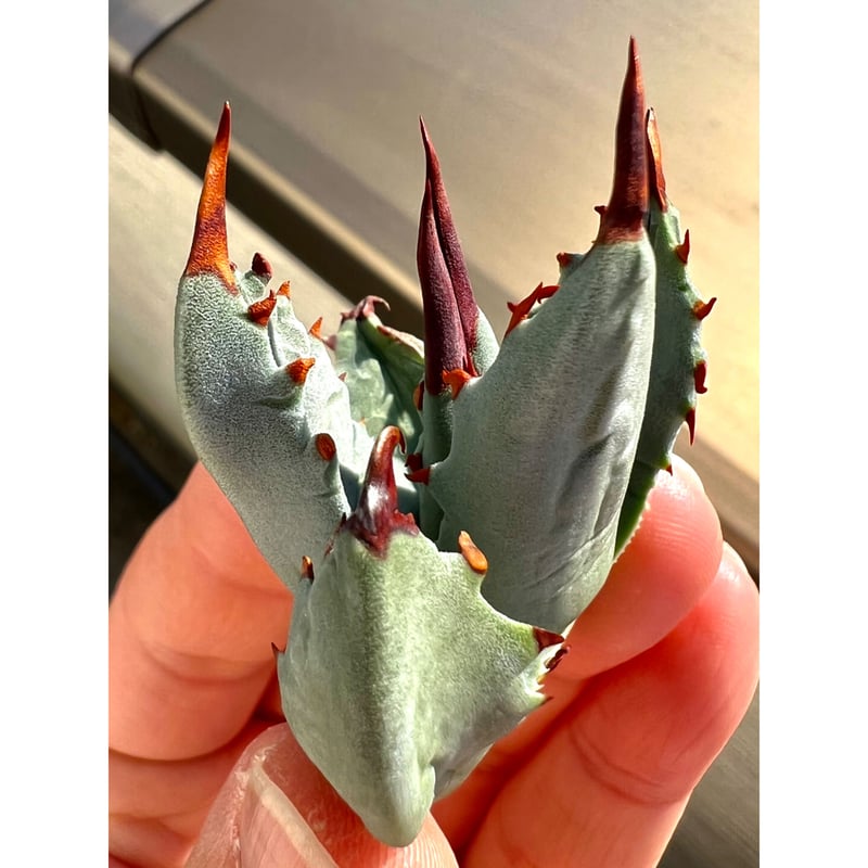 アガベ agave 『妖蟹C型』 激レアハイブリッド種 | Lucky Summer Agave