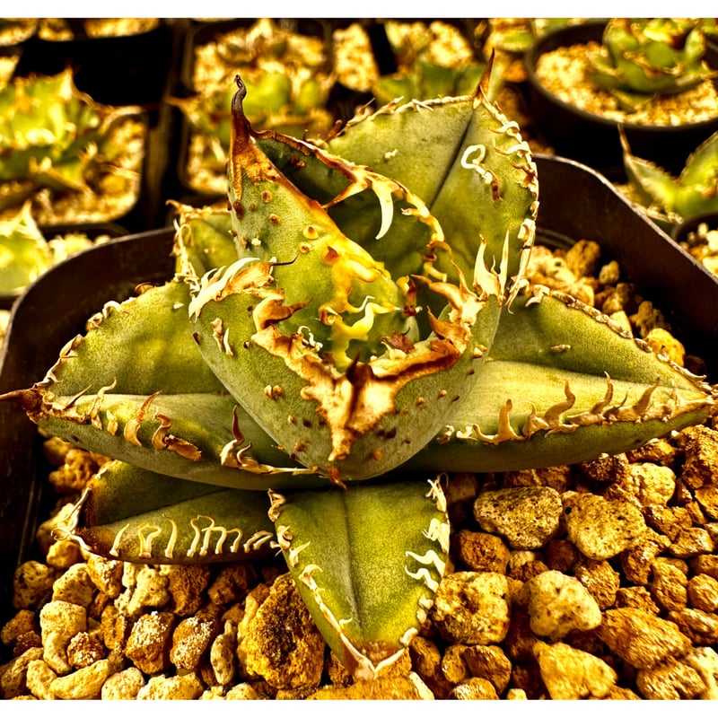 アガベ 『Mesmerizing Spines-WV』 | Lucky Summer Agave