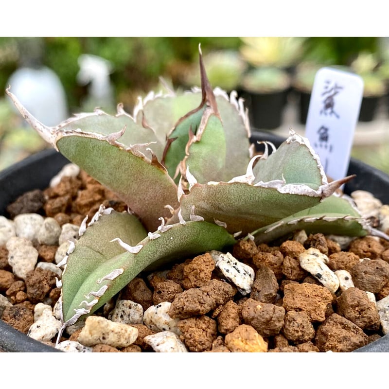 アガベ agave チタノタ 鯊魚劍 厳選美株 | Lucky Summer Agave