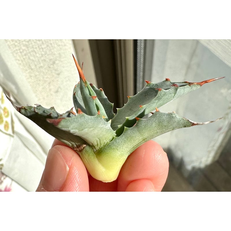 極レアハイブリッドアガベ「特青肌甲蟹×妖炎」Agave 極レアハイブリッドアガベ「特青肌甲蟹×妖炎」Agave - メルカリ