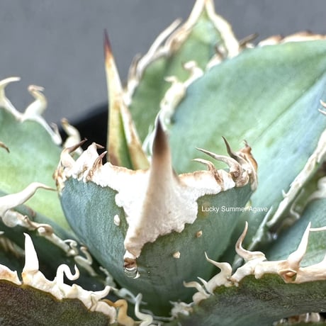 アガベ流星 | STORES