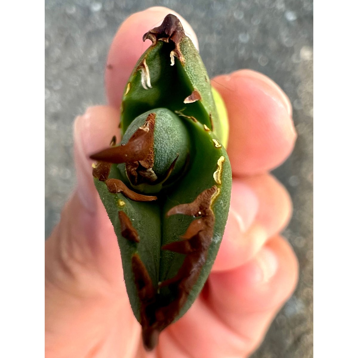 高*久様 台湾産　白犀牛 高*久様 台湾産 白犀牛 アガベ agave titanota チタノタ『白犀牛