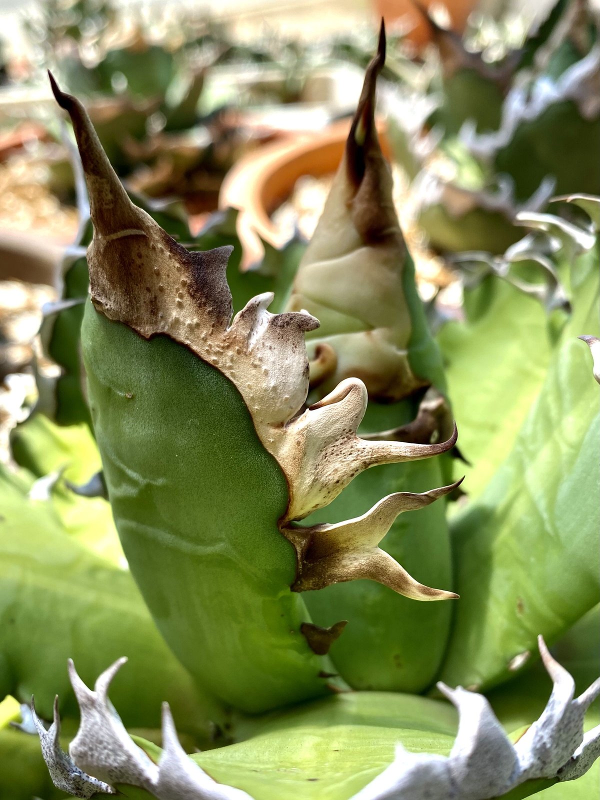 多肉植物アガベ チタノタ赤い猫極上株