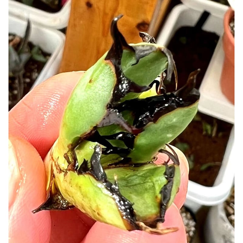 アガベ チタノタ 『黒鯨BLACK WHALE 』厳選強刺美株 | Lucky Summer  