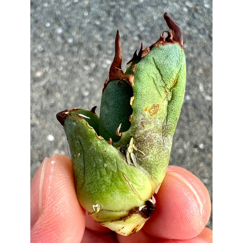 最高級品種】 