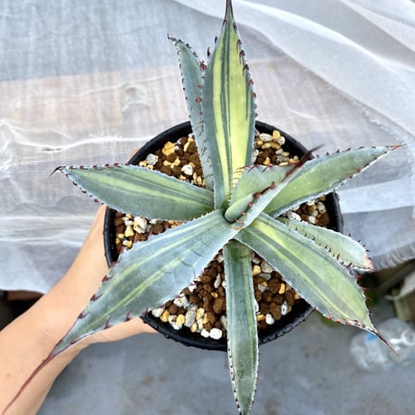 SALE | Lucky Summer Agave SALE | Lucky Summer Agave