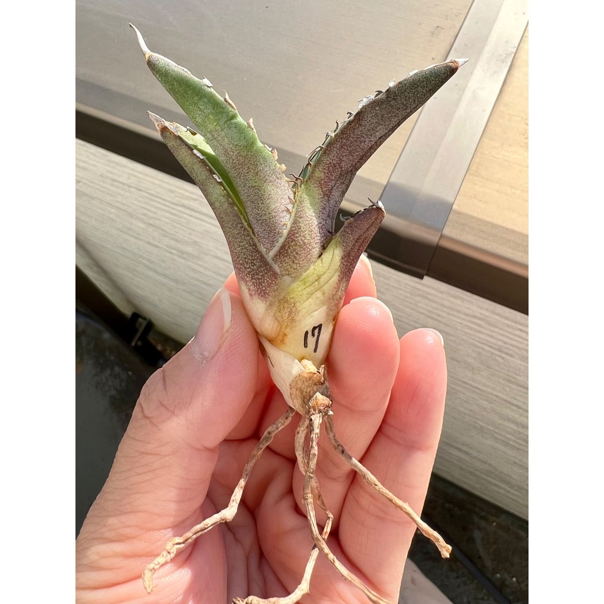 アガベ agave titanota チタノタ『巧克力之吻 チョコレートの アガベ agave titanota チタノタ『巧克力之吻 チョコレートの