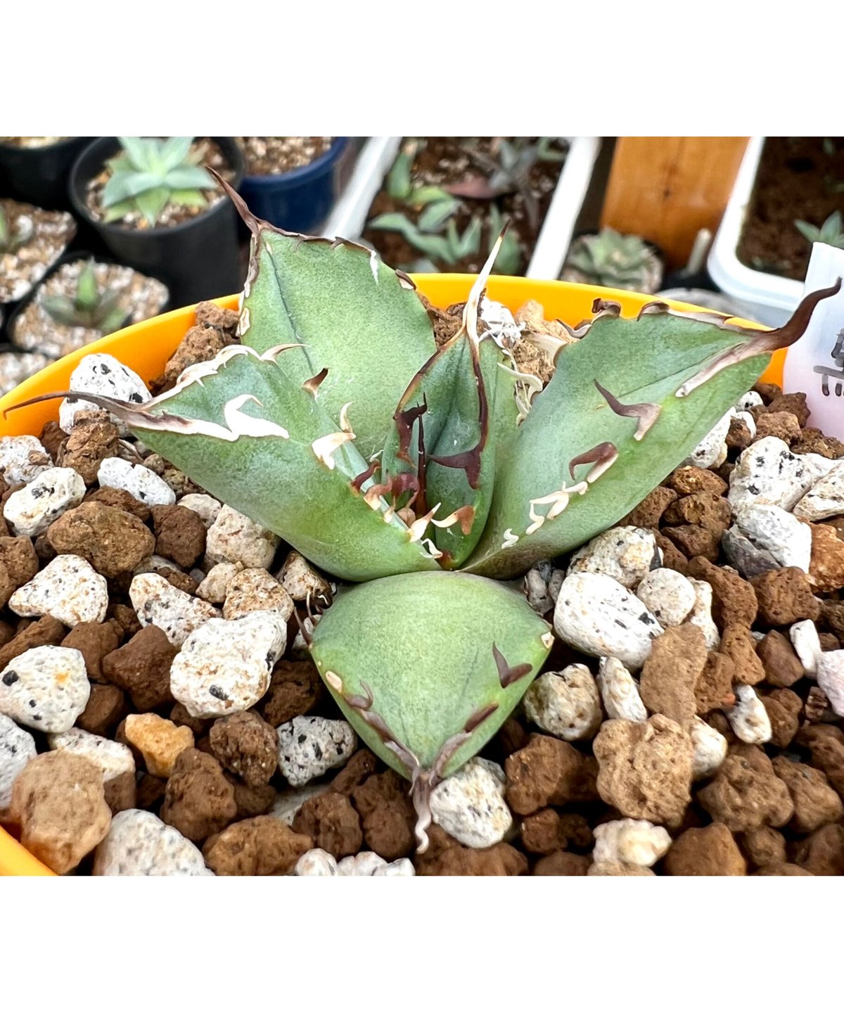 アガベ agave titanota チタノタ『黒鯨』 発根済み大きめサイズ子株