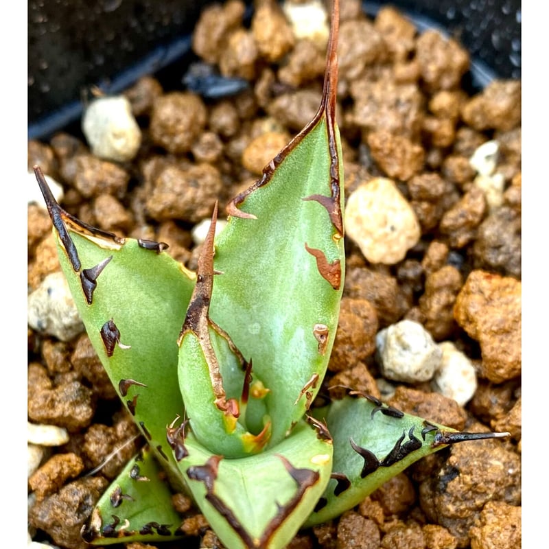 アガベ チタノタ agave titanota 鳳凰 発根済み極上棘子株 アガベ チタノタ agave titanota 鳳凰 発根済み極上棘子株