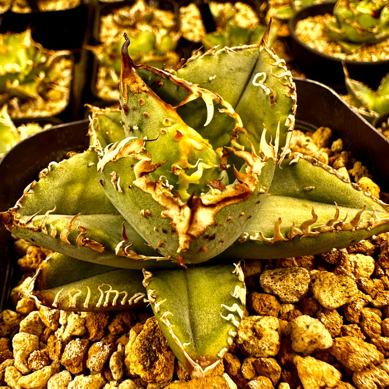 Agave parryspina 【hybrid!!】44 Agave parryspina 【hybrid!!】44