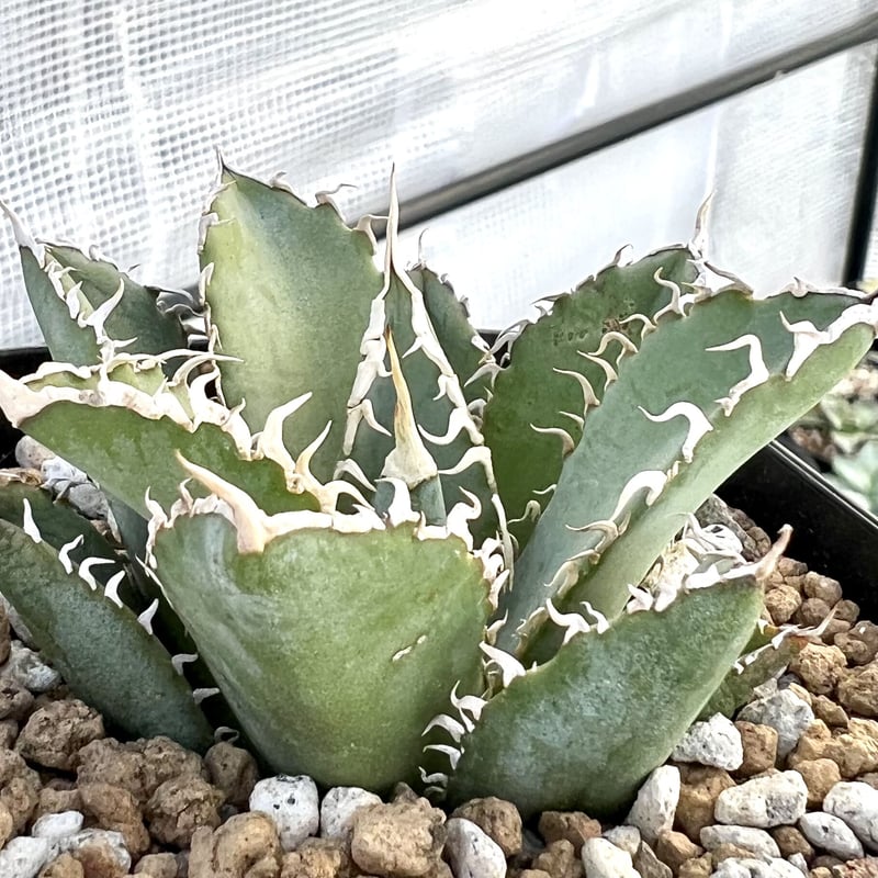 アガベ チタノタ 『フィリグリー 圓葉拇指』 極上狂刺美株 | Lucky  