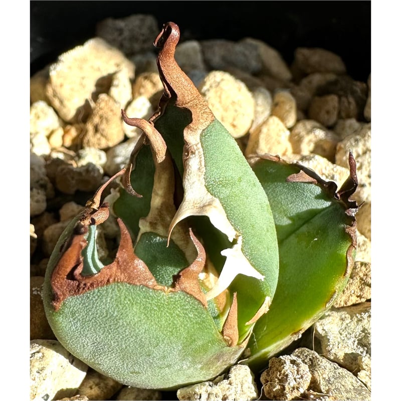 アガベ agave titanota チタノタ『白犀牛』超極上コレクション株 アガベ agave titanota チタノタ『白犀牛』超極上コレクション株