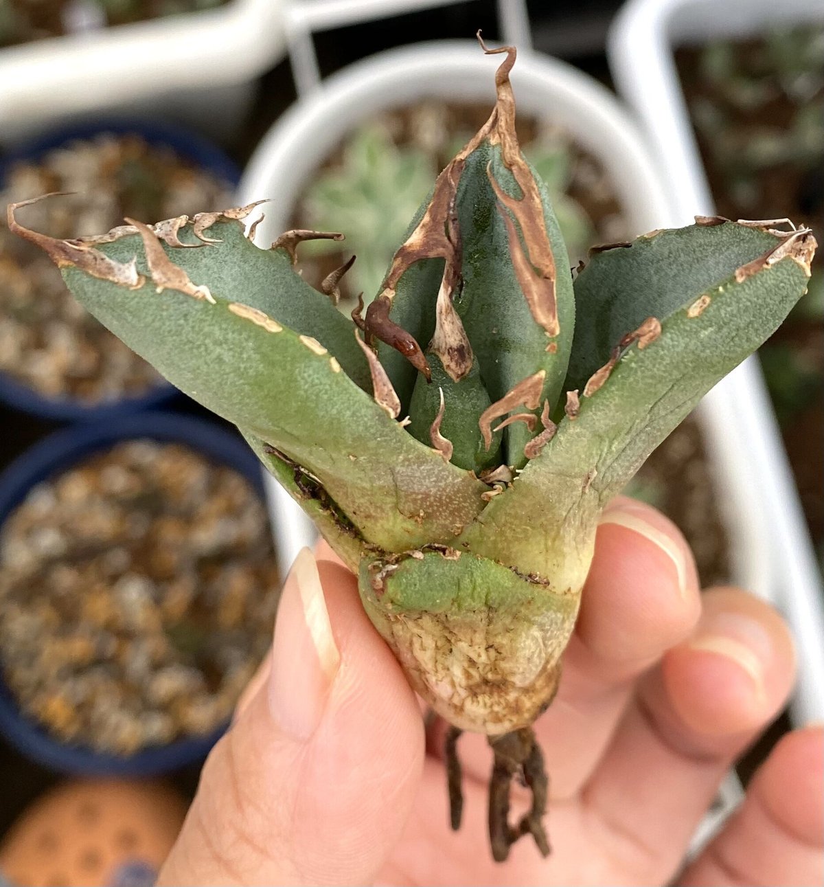 【子株】agave titanota 鬼爪 チタノタ 雪峰 ピカチュー