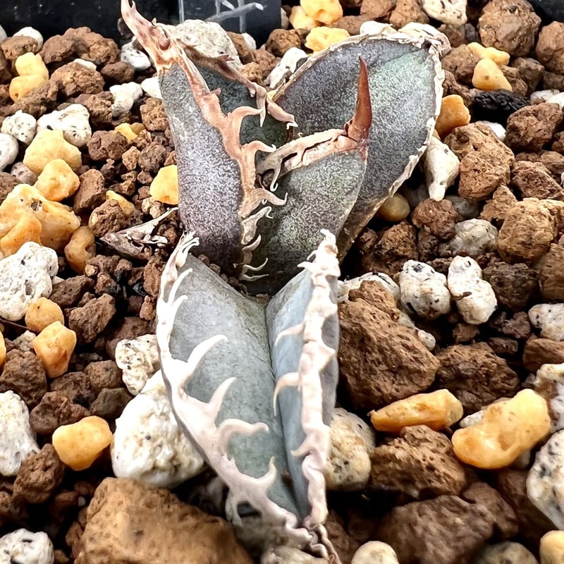 アガベ　緋紅牡丹　大型株 agave 緋紅牡丹 アガベ 激レア - メルカリ