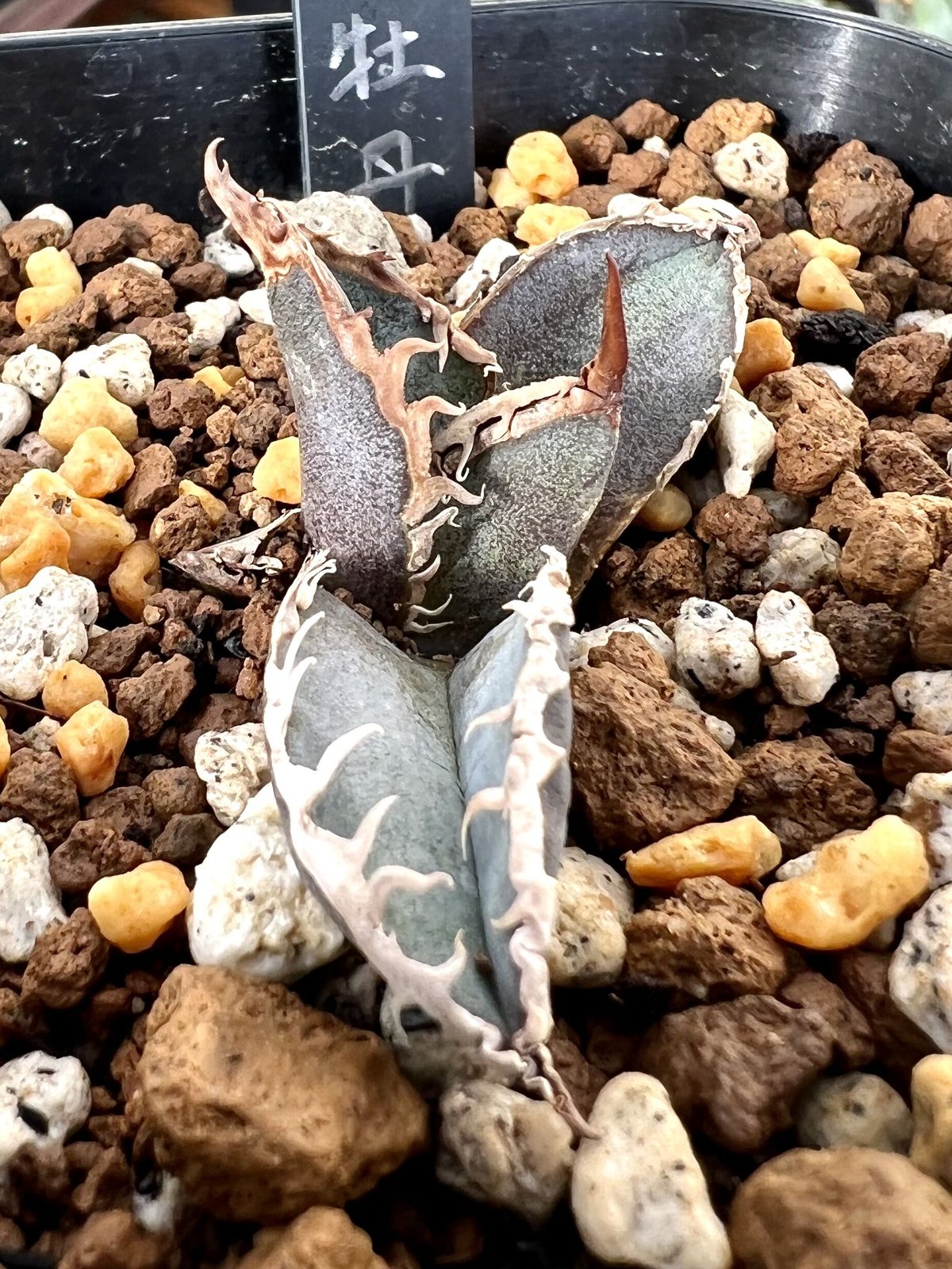 アガベ　agave チタノタ　titanota 『緋紅牡丹』