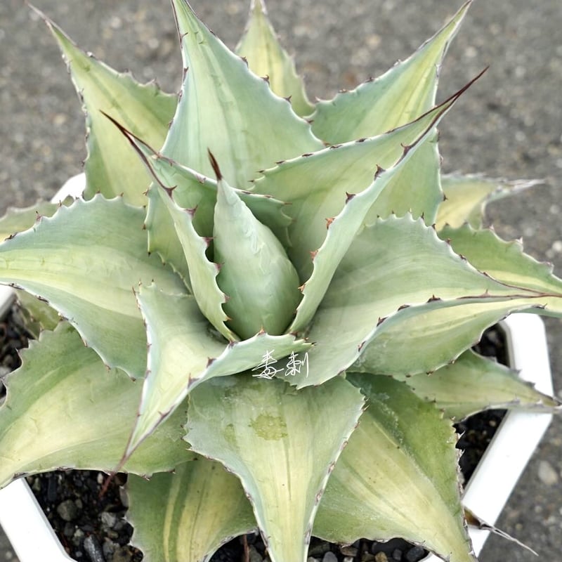 アガベ agave オバティフォリア 『オルカ浅中斑 鯨魚舌頭淺中斑