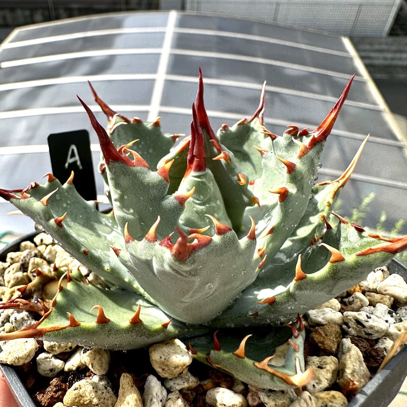 極レアハイブリッドアガベ「特青肌甲蟹×妖炎」Agave 極レアハイブリッドアガベ「特青肌甲蟹×妖炎」Agave - メルカリ