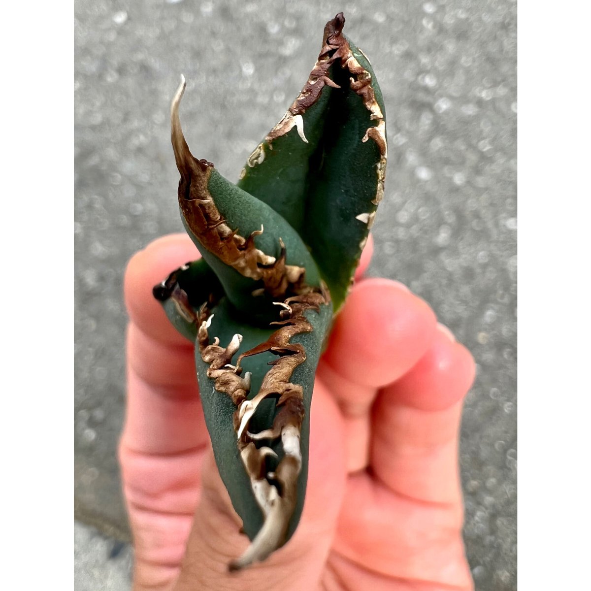 アガベ agave titanota チタノタ『狼人』超極上コレクション株 アガベ agave titanota チタノタ『狼人』超極上コレクション株