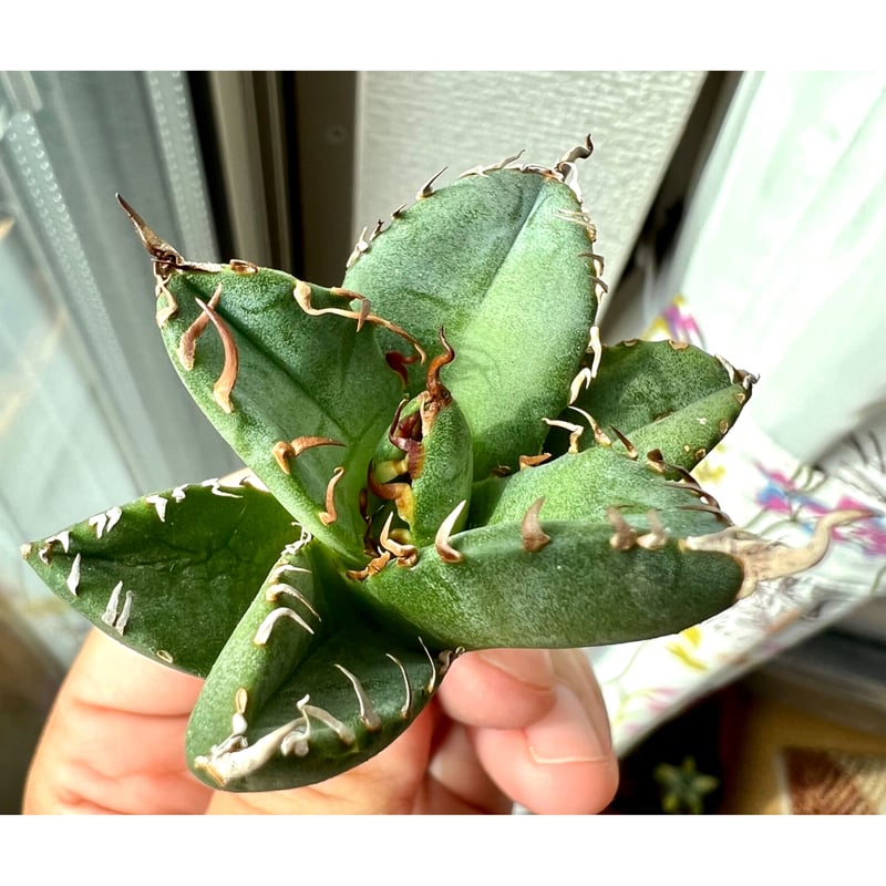 アガベ agave チタノタ『魔丸』 | Lucky Summer Agave