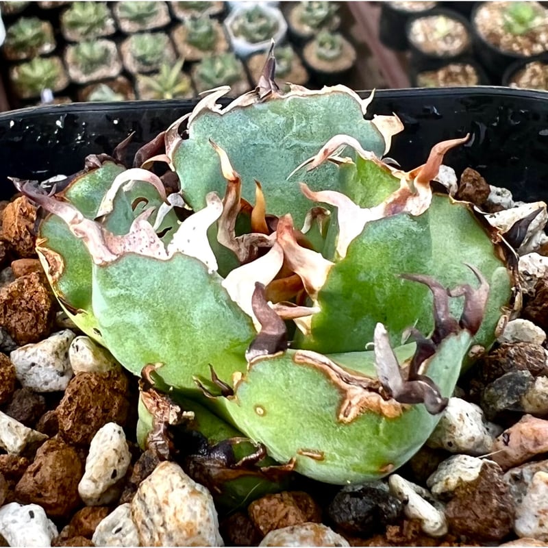 お礼や感謝伝えるプチギフト 多肉植物アガベ チタノタ 黒鯨小株 発根済