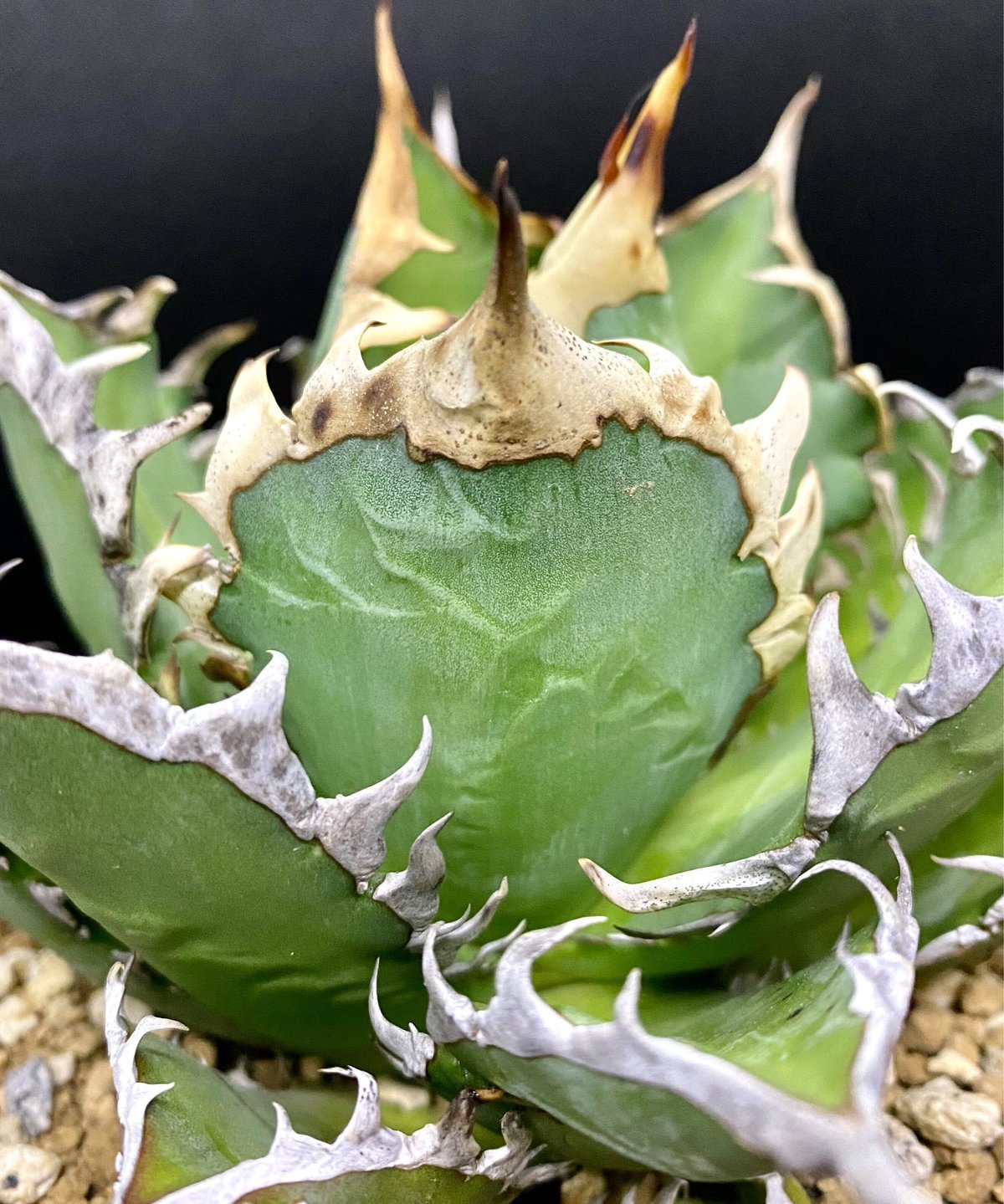 アガベ　チタノタ agave ゴリ猫　レッドキャットウィーズル　赤猫　紅猫