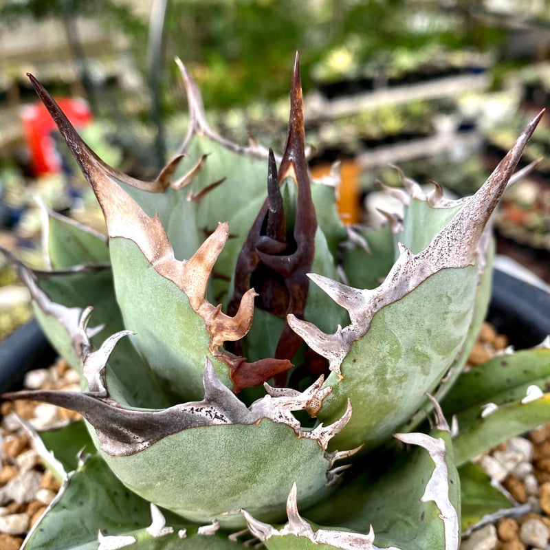 アガベ agave チタノタ titanota『鳳凰』 | Lucky Summer Agave アガベ agave チタノタ titanota『鳳凰』 | Lucky Summer Agave