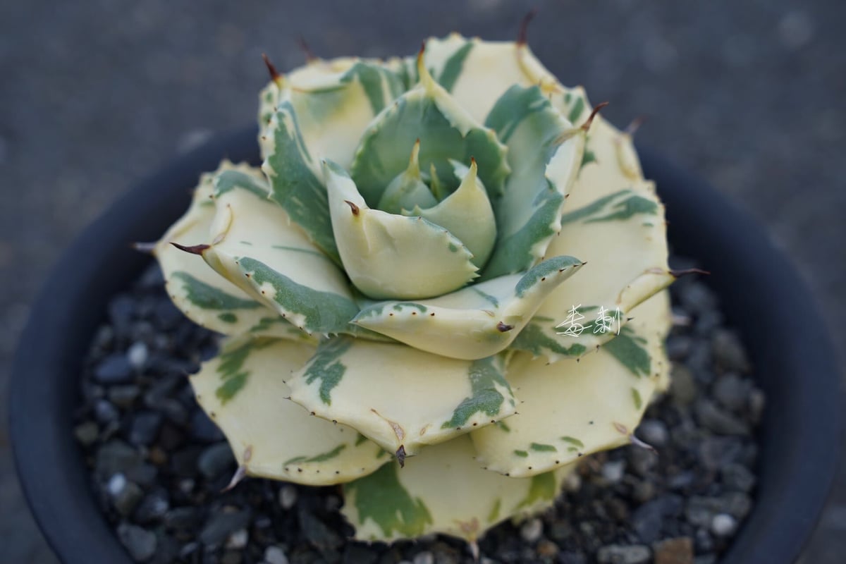 アガベ agave 『王妃雷神寬中斑』 発根済み | Lucky Summer Agave アガベ agave 『王妃雷神寬中斑』 発根済み | Lucky Summer Agave