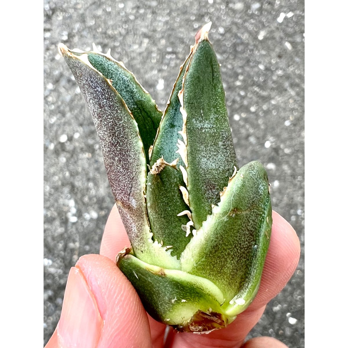 アガベ agave titanota チタノタ『金鯨』 | Lucky Summer Agave アガベ agave titanota チタノタ『金鯨』 | Lucky Summer Agave