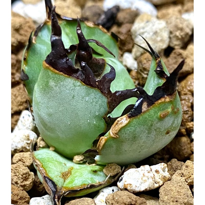アガベ チタノタ agave titanota 鳳凰 発根済み極上棘子株 アガベ チタノタ agave titanota 鳳凰 発根済み極上棘子株