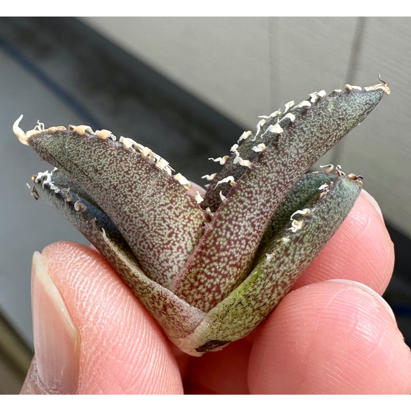 アガベ 『Mesmerizing Spines- AW』 | Lucky Summer Agave 