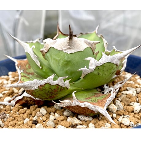 アガベシャークソード | STORES