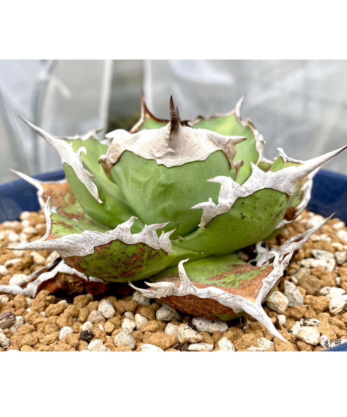 アガベ agave チタノタ titanota 鯊魚劍 シャークソード | Lucky アガベ agave チタノタ titanota 鯊魚劍 シャークソード | Lucky