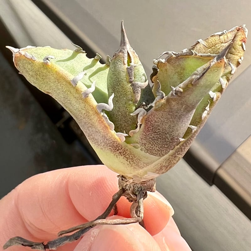アガベ agave titanota チタノタ ノーネーム FO-076浅覆輪