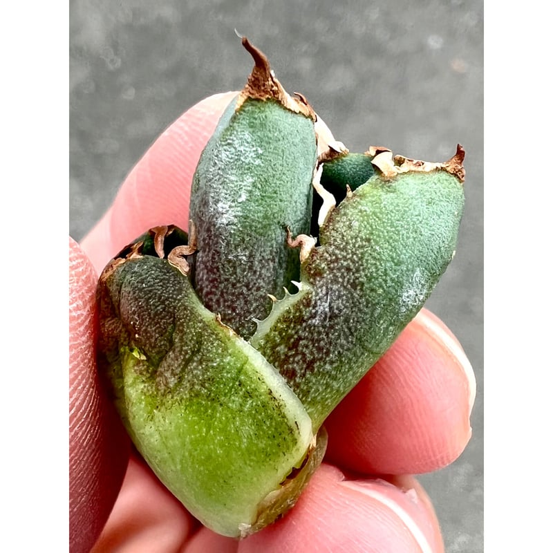 アガベ agave titanota チタノタ高級品種『清桜』 | Lucky アガベ agave titanota チタノタ高級品種『清桜』 | Lucky