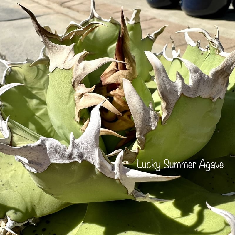 アガベ agave titanota チタノタ『羽毛』 | Lucky Summer Agave