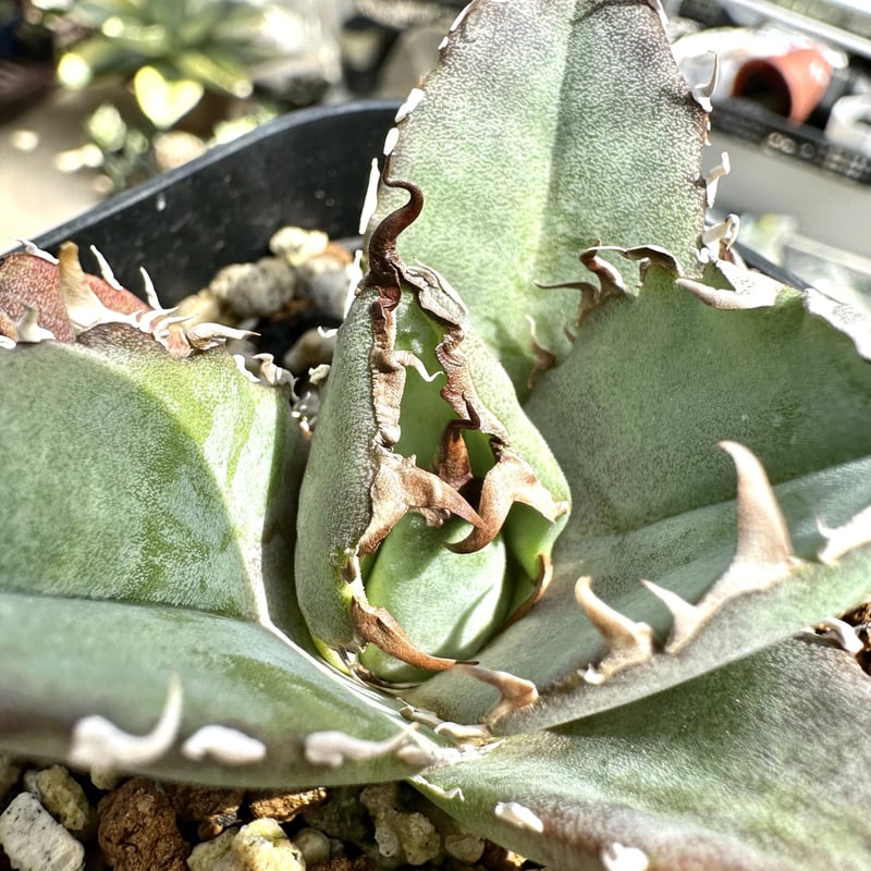 多肉植物アガベagave老白鯨夕映子株 10苗 - 植物/観葉植物