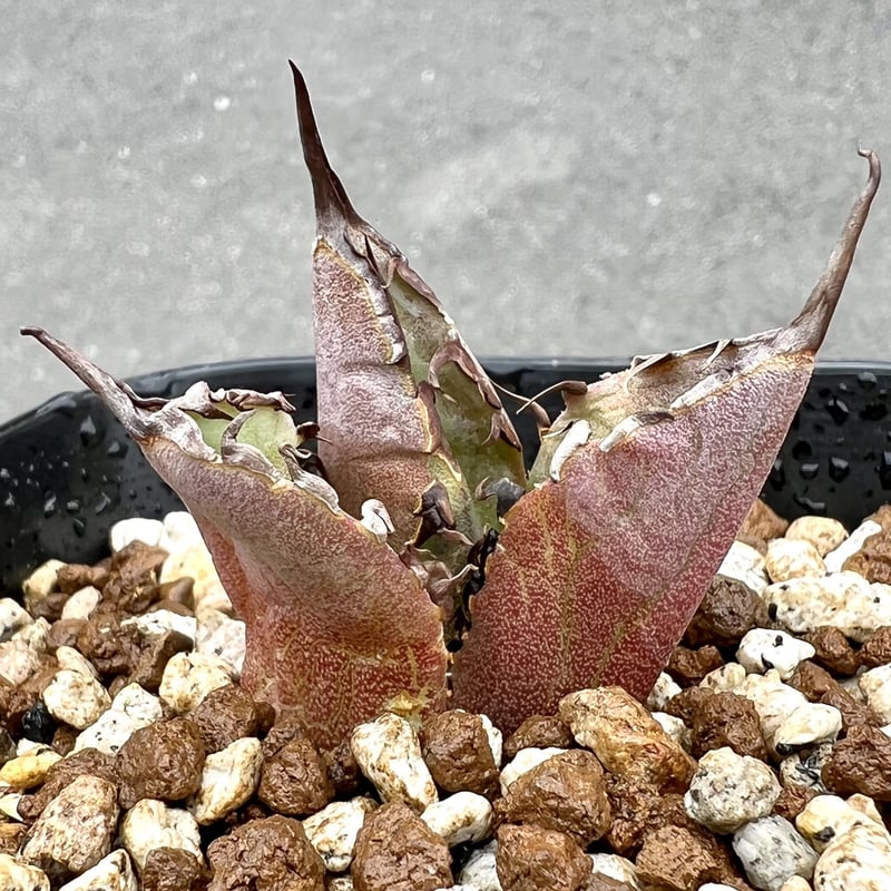 アガベ agave チタノタ titanota『大鋼牙 白排棘』発根済み極上 アガベ agave チタノタ titanota『大鋼牙 白排棘』発根済み極上