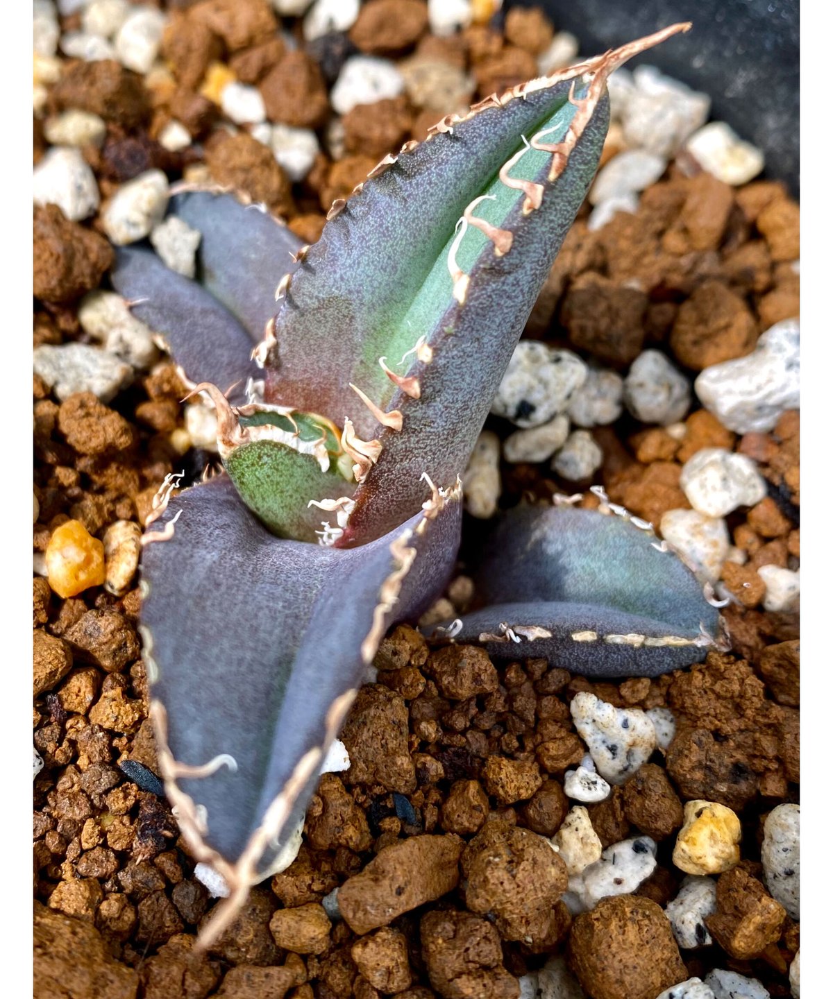 アガベ　agave チタノタ　titanota 緋紅牡丹　発根済み子株