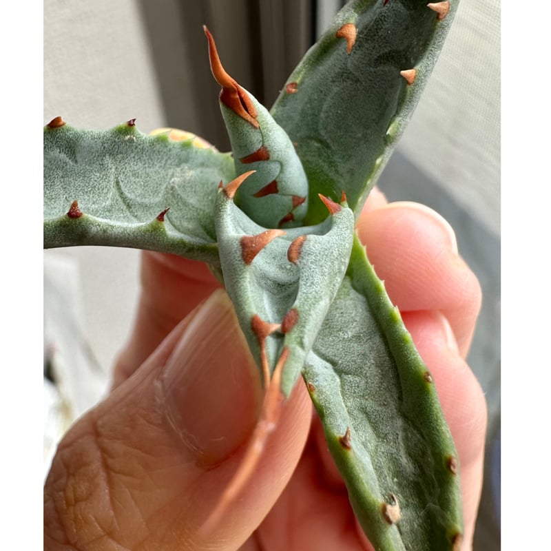 アガベ agave 『妖蟹A型』 激レアハイブリッド種 | Lucky Summer Agave