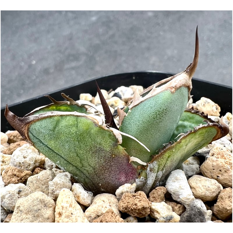 アガベ agave titanota チタノタ『Mesmerizing Spines-NB アガベ agave titanota チタノタ『Mesmerizing Spines-NB