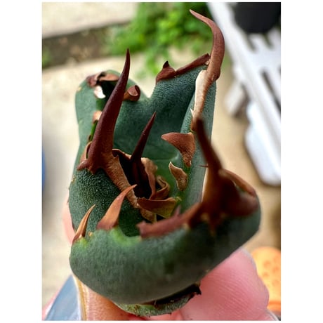 SALE | Lucky Summer Agave