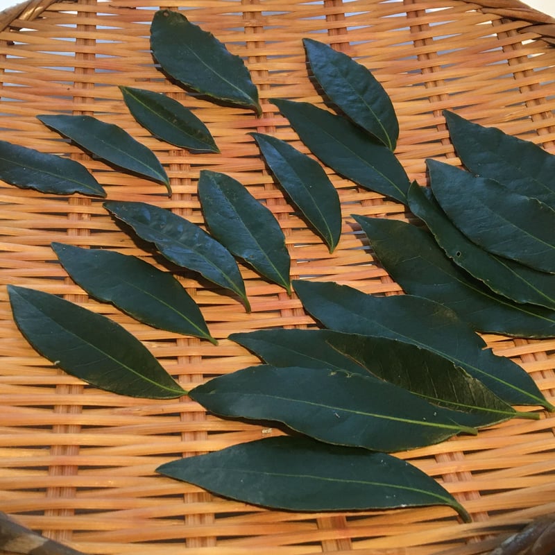 月桂樹（ローリエ／ローレル） 生葉 5g | 自家製ハーブと手摘みの野草