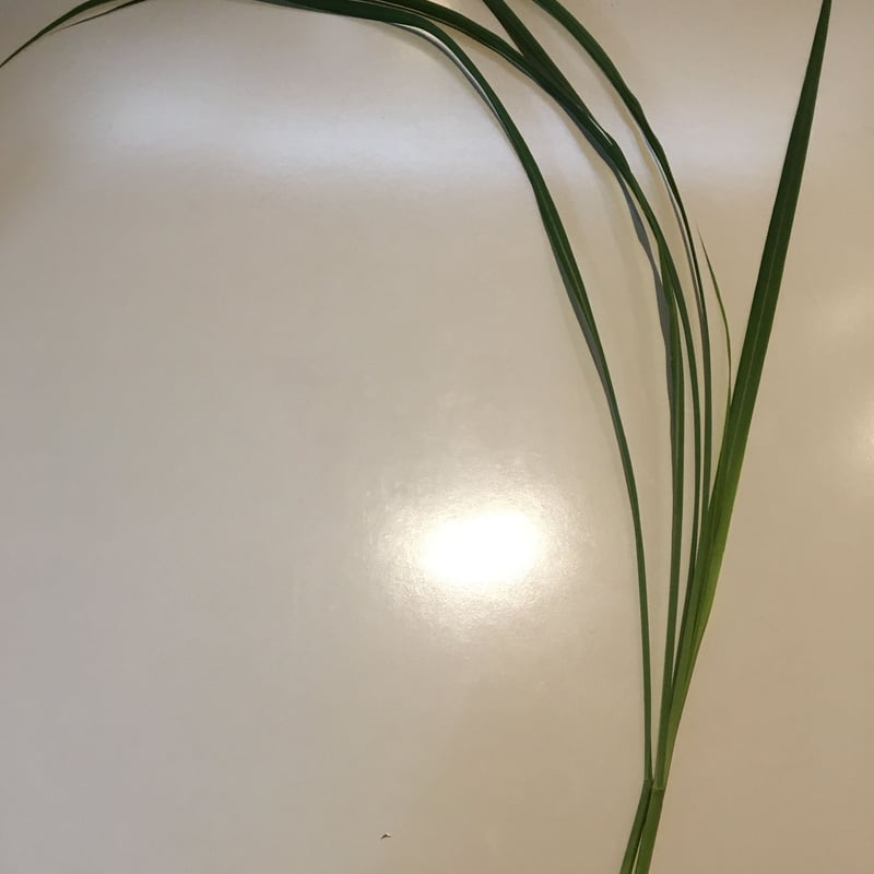 季節限定】レモングラス 生葉 一枝 | 自家製ハーブと手摘みの野草 そら