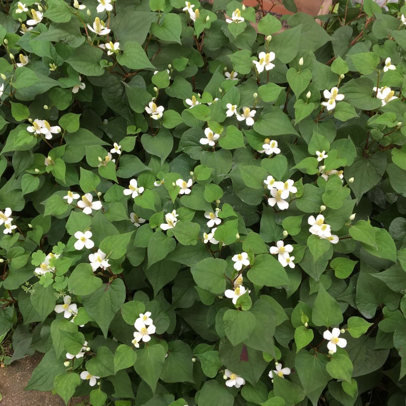 ドクダミ 乾燥葉茎 10g | 自家製ハーブと手摘みの野草 そらにはハーブ園