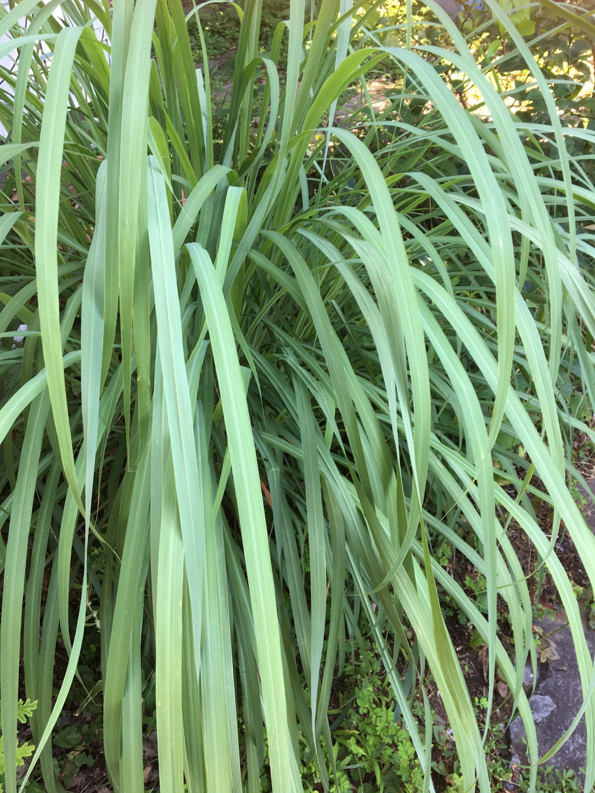 季節限定】レモングラス 生葉 一枝 | 自家製ハーブと手摘みの野草 そら