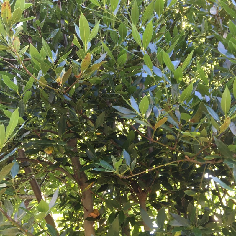 月桂樹　ローリエ 月桂樹(ローリエ)の育て方｜挿し木や植え替えの時期・方法は