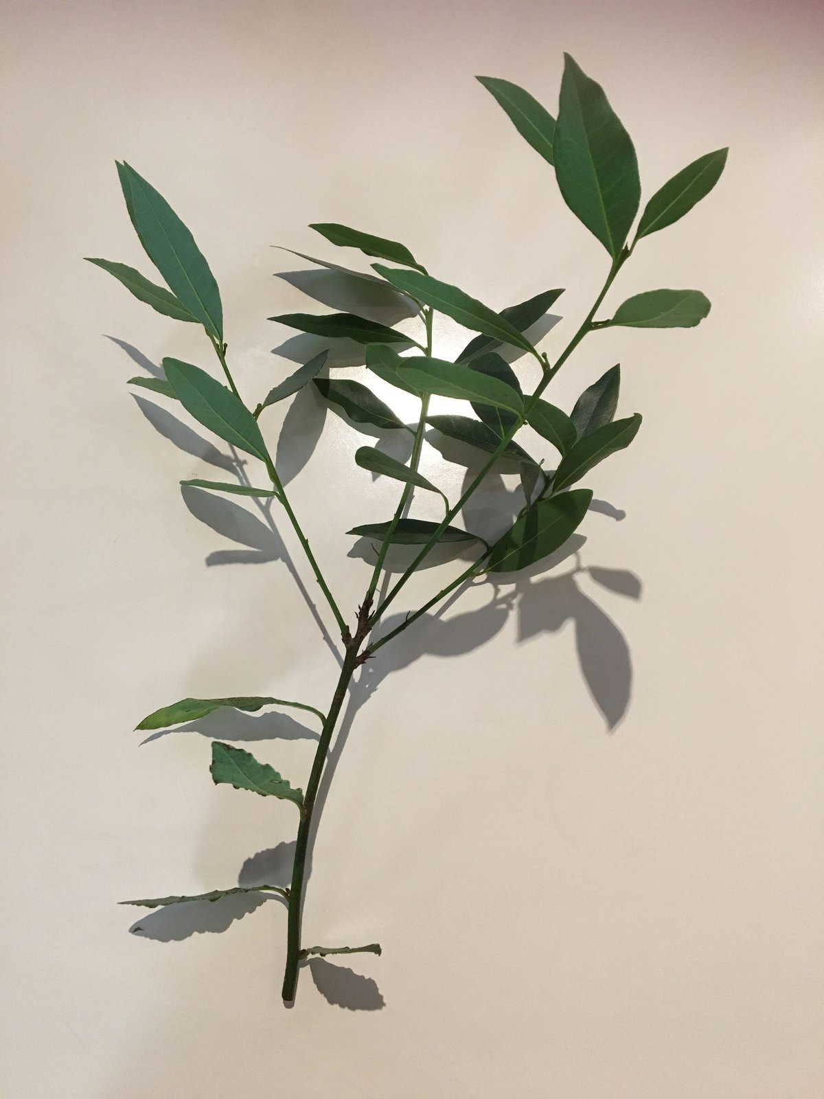 月桂樹（ローリエ／ローレル） 枝付き生葉 一枝 | 自家製ハーブ