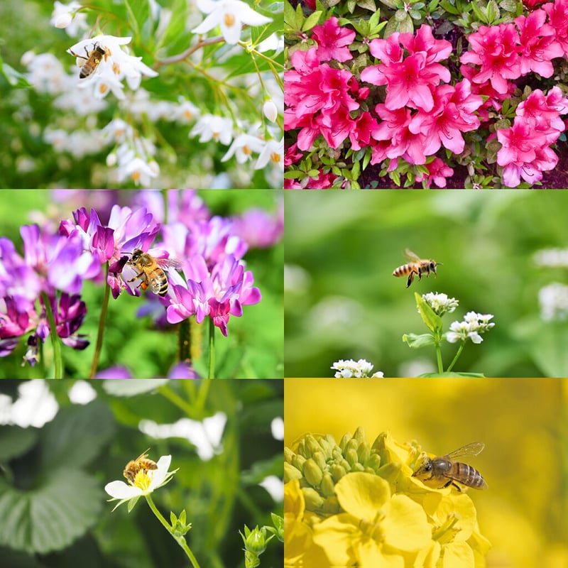 百花蜜(純国産はちみつ)600g | Farm Sadamitsu 百花蜜(純国産はちみつ)600g | Farm Sadamitsu